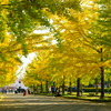 イチョウ並木②
