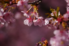 幸手権現堂 河津桜③