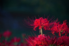 幸手権現堂桜堤　彼岸花②