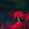 幸手権現堂桜堤　彼岸花②