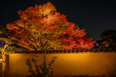 肥後細川庭園　ライトアップ⑥