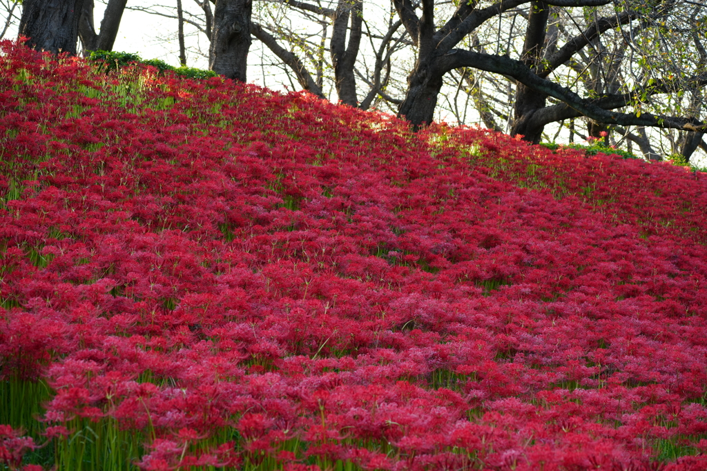 幸手権現堂桜堤　彼岸花①
