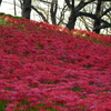 幸手権現堂桜堤　彼岸花①