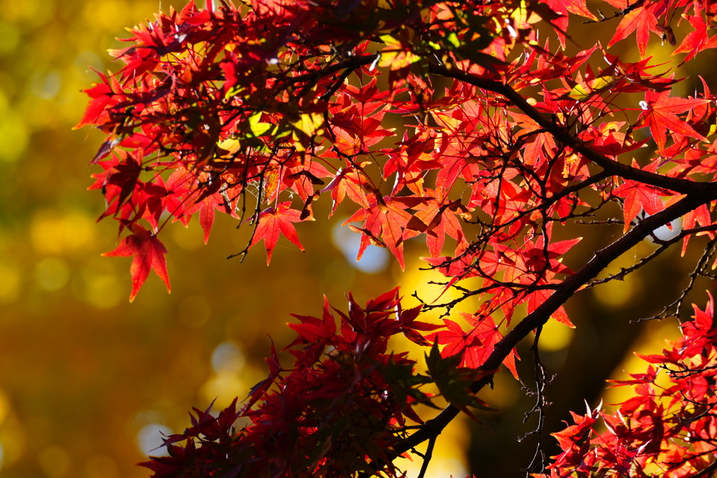 さいたま　別所沼公園④