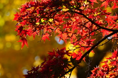 さいたま　別所沼公園④