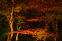 肥後細川庭園　ライトアップ⑤