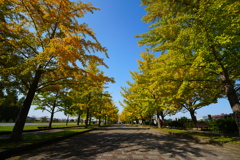イチョウ並木③