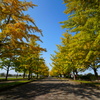 イチョウ並木③