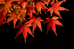 肥後細川庭園　ライトアップ③