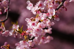 幸手権現堂 河津桜②