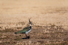 渡良瀬遊水地 再訪問④