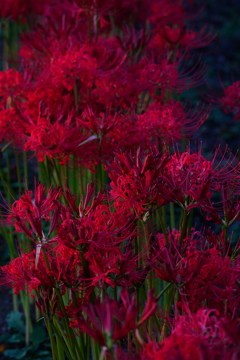 幸手権現堂桜堤　彼岸花③