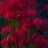 幸手権現堂桜堤　彼岸花③
