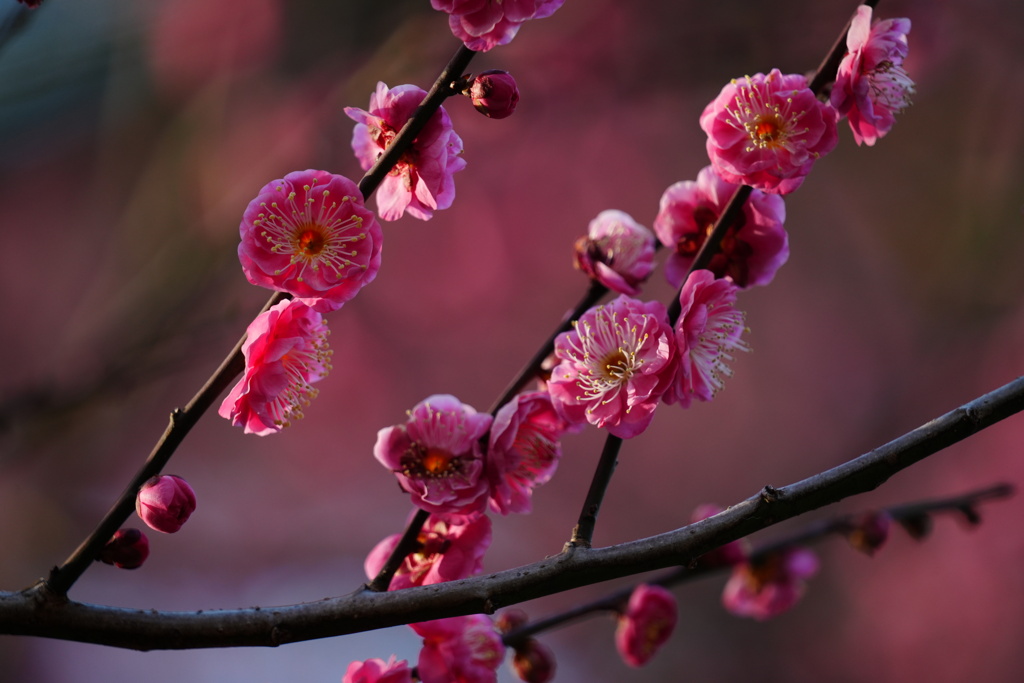 武蔵一宮 氷川神社③