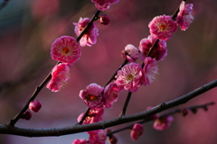 武蔵一宮 氷川神社③