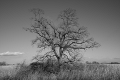 冬の渡良瀬遊水地③