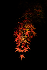 肥後細川庭園　ライトアップ④