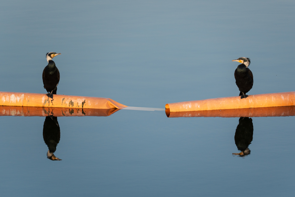 アイコンタクト