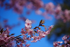 幸手権現堂 河津桜①