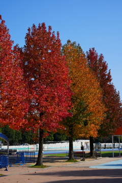 加須はなさき公園②