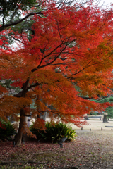 六義園 紅葉②