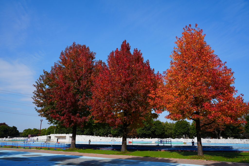 加須はなさき公園①