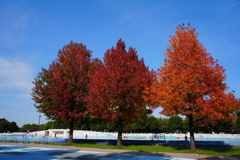 加須はなさき公園①