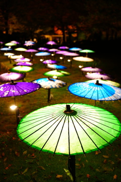 国営昭和記念公園　和傘①