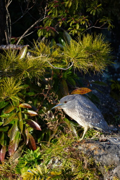 武蔵一宮 氷川神社④