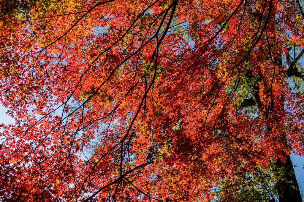 川越　喜多院②