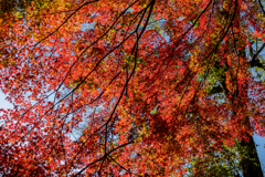 川越　喜多院②