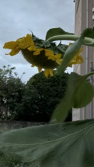 近づく夏の終わり