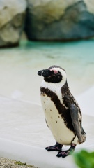 ペンギン