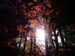 紅葉、、葉っぱ