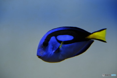 水族館