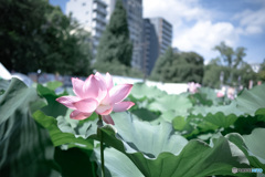 蓮の花