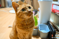 自宅猫