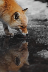 鏡の中のキツネ