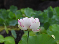 蓮