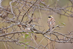 ミヤマホオジロ