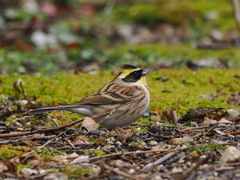 ミヤマホオジロ