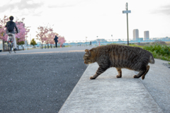 江戸川の猫たち