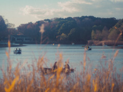池畔から