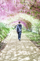 藤園を歩く人