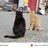 猫の島