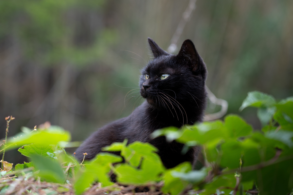 猫の島