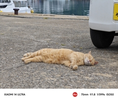 猫の島