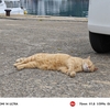 猫の島