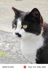 猫の島