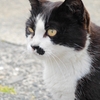 猫の島